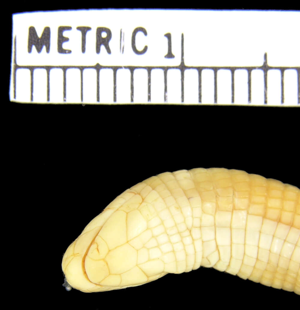 Image of Spirrelli's Worm Lizard