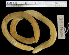 Image of Spirrelli's Worm Lizard