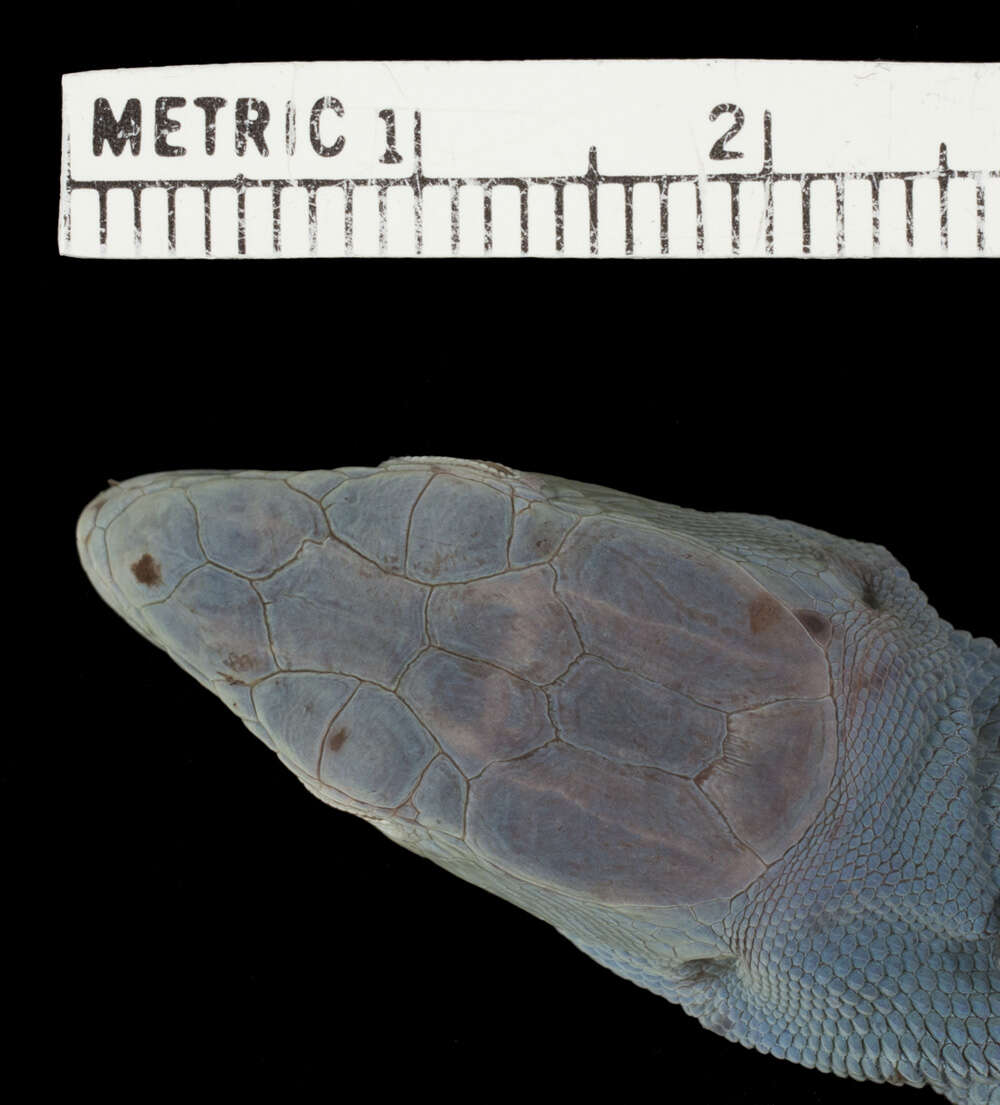 Image of Gastropholis