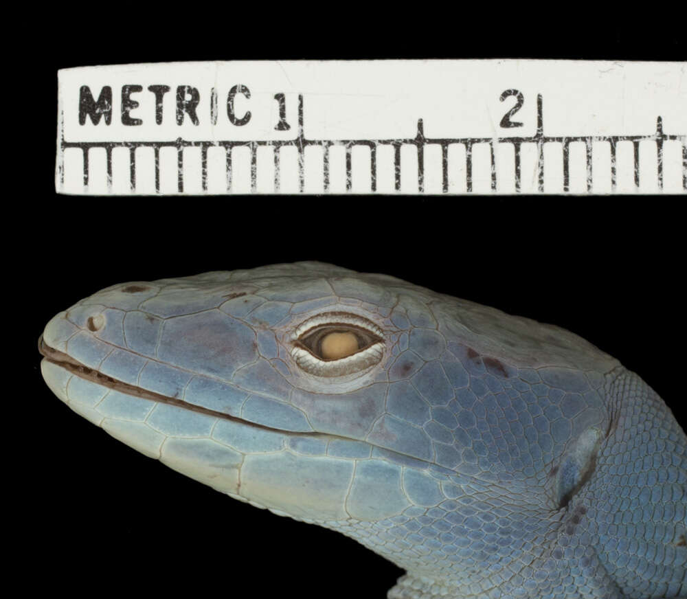 Image of Gastropholis