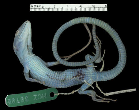 Image of Gastropholis