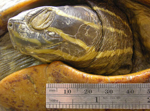 Image of Florida Red-bellied Cooter