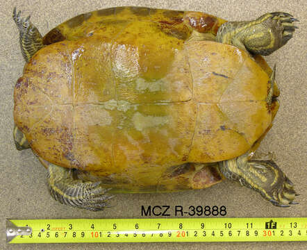 Image of Florida Red-bellied Cooter