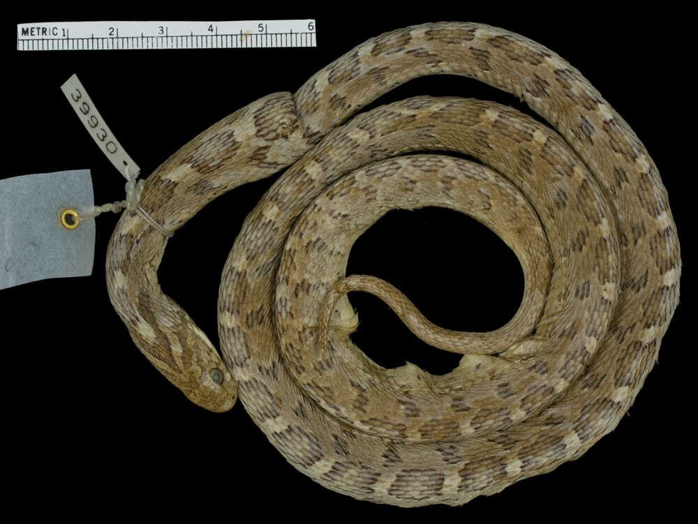 Plancia ëd Dasypeltis scabra (Linnaeus 1758)