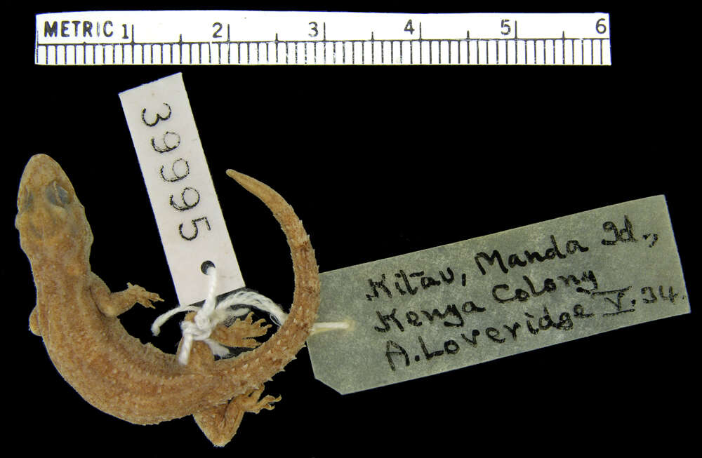 Image of Hemidactylus mercatorius Gray 1842