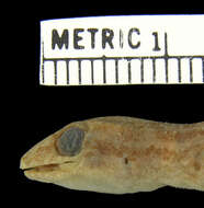 Image of Hemidactylus mercatorius Gray 1842