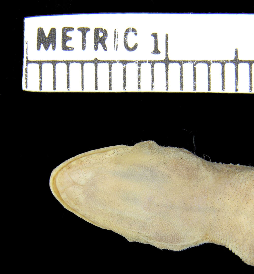 Image of Hemidactylus mercatorius Gray 1842