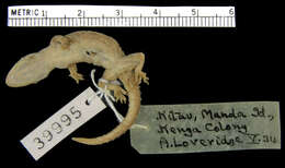 Image of Hemidactylus mercatorius Gray 1842