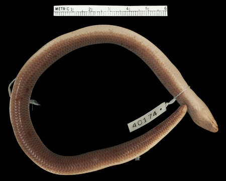 Image of Percival's Lance Skink