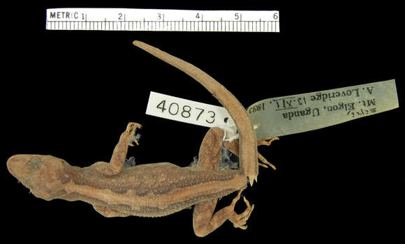 Image of Cnemaspis