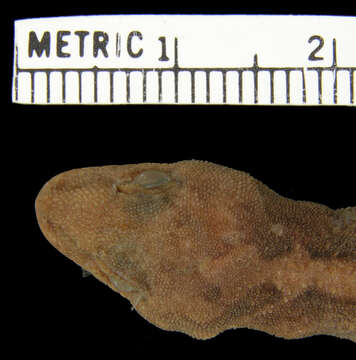 Image of Cnemaspis
