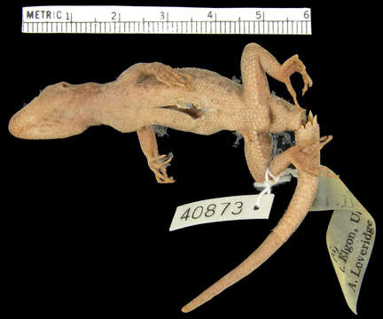 Image of Cnemaspis