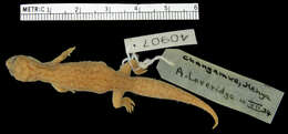 Image of Hemidactylus squamulatus barbouri Loveridge 1942