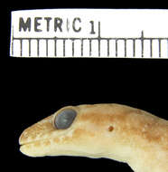 Image of Hemidactylus squamulatus barbouri Loveridge 1942