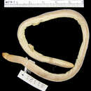 Image of Wedge-snouted Worm Lizard