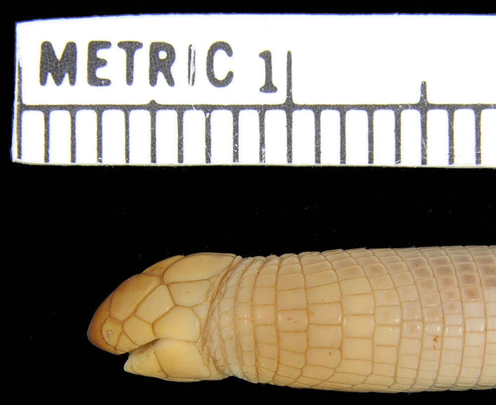 Image of Wedge-snouted Worm Lizard