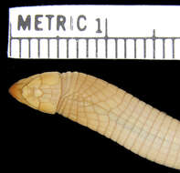 Image of Wedge-snouted Worm Lizard