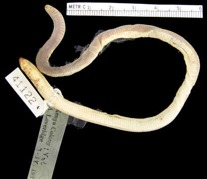 Image of Wedge-snouted Worm Lizard