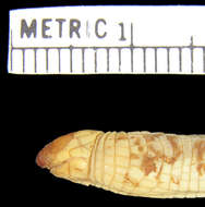 Image of Wedge-snouted Worm Lizard