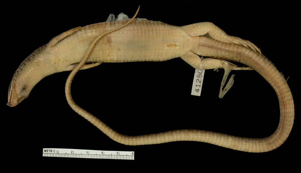 Image of Yellow-throated Plated Lizard