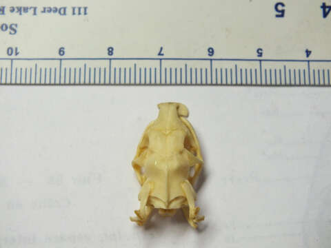 Image of Eryx johnii johnii (Russell 1801)