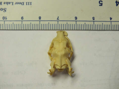 Image of Eryx johnii johnii (Russell 1801)
