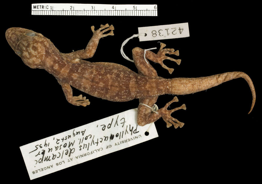 Image of Del Campo's Leaf-toed Gecko