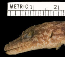 Image of Del Campo's Leaf-toed Gecko