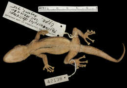 Image of Del Campo's Leaf-toed Gecko