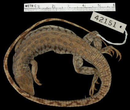 Image of Parker’s Long-tailed Lizard