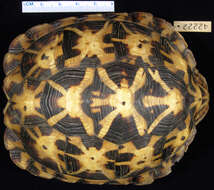 Image of Tent tortoise