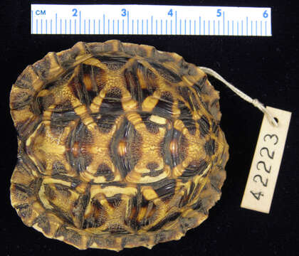 Image of Tent tortoise