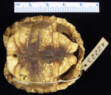 Image of Tent tortoise