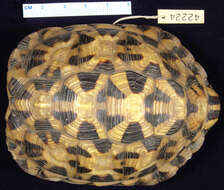 Image of Tent tortoise