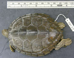 Image of Texas Map Turtle