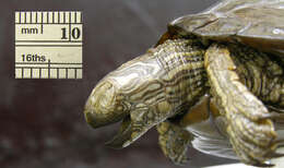 Image of Texas Map Turtle