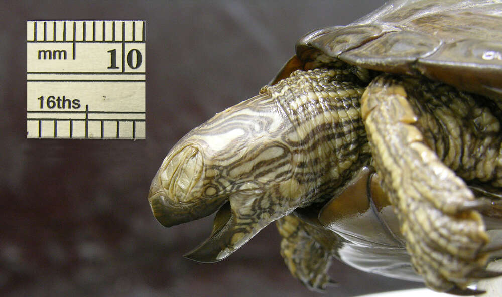 Image of Texas Map Turtle