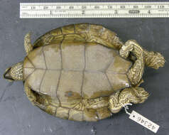 Image of Texas Map Turtle