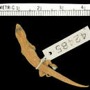 Image of Sphaerodactylus notatus atactus Schwartz 1966