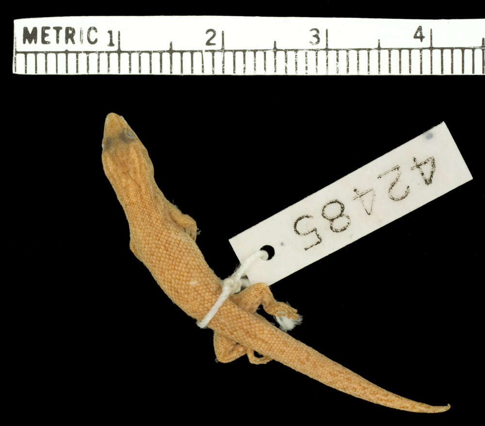 Image of Sphaerodactylus notatus atactus Schwartz 1966