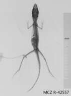 Image of Anfiodlul Anole