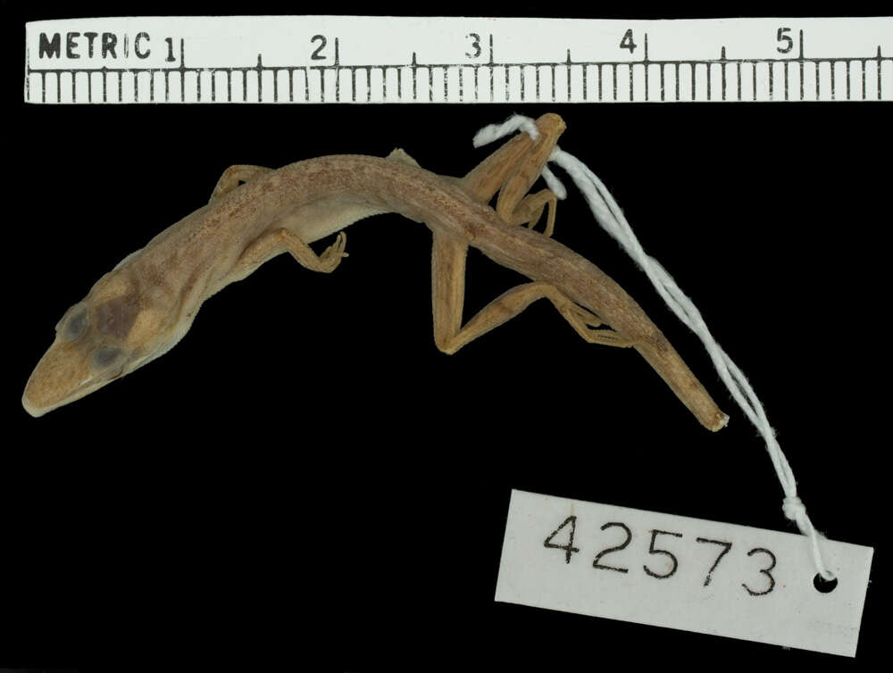 Plancia ëd Anolis rejectus Garrido & Schwartz 1972