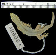 Слика од Lygodactylus keniensis Parker 1936