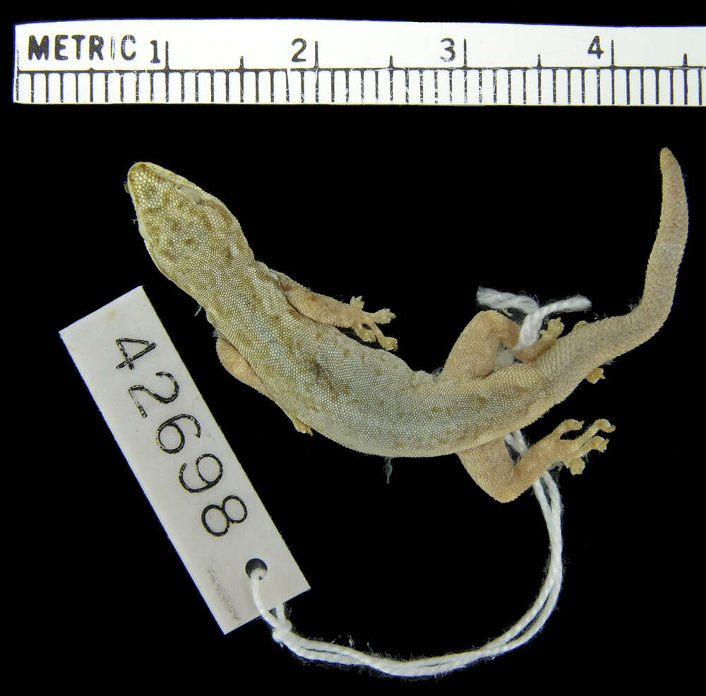 Слика од Lygodactylus keniensis Parker 1936