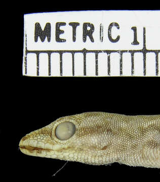 Image of Kenya Dwarf Gecko