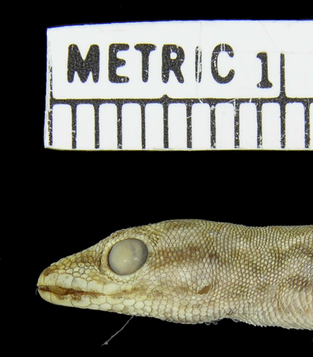 Слика од Lygodactylus keniensis Parker 1936