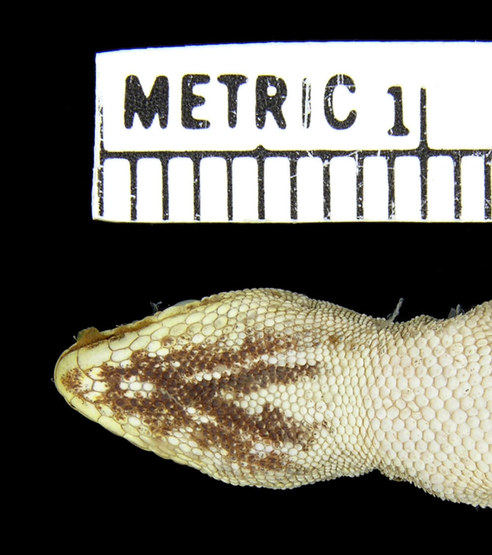 Слика од Lygodactylus keniensis Parker 1936