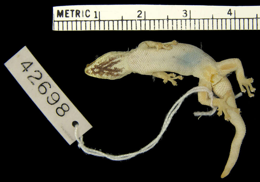 Слика од Lygodactylus keniensis Parker 1936