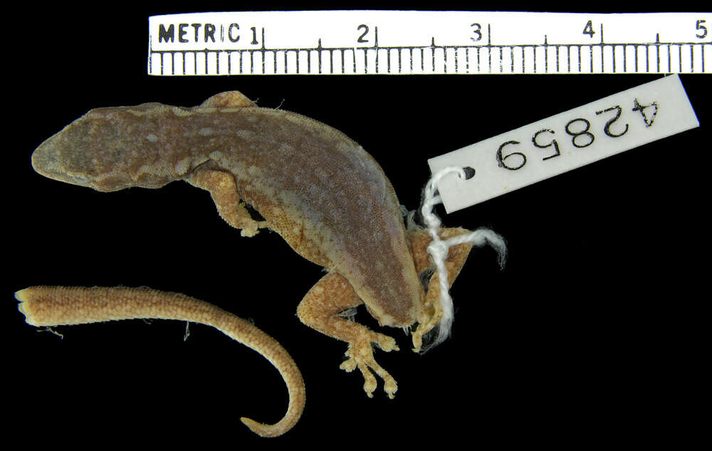 Image of Lygodactylus angularis heeneni De Witte 1933
