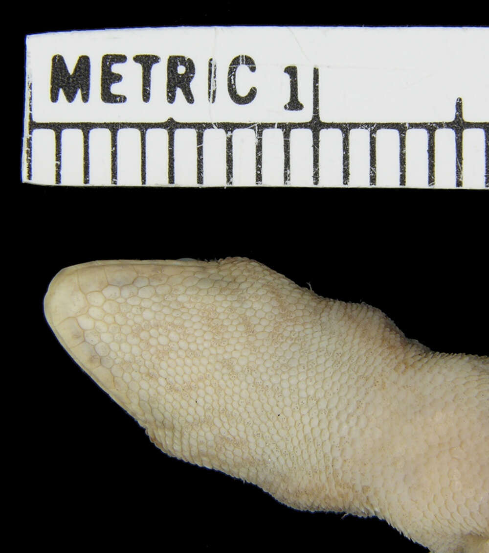 Слика од Lygodactylus angularis heeneni De Witte 1933